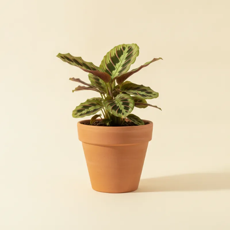 Gebedsplant — Maranta leuconeura 'Fascinator' (illustratie)