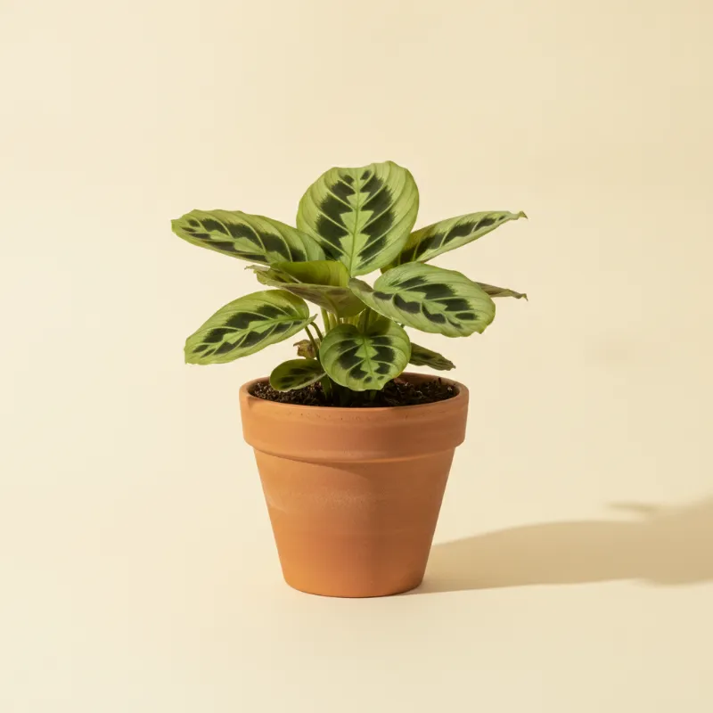 Gebedsplant — Maranta leuconeura 'Kerchoveana' (illustratie)