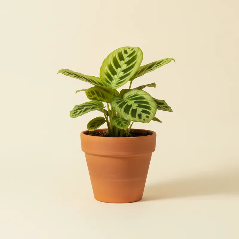 Gebedsplant — Maranta leuconeura 'Lemon Lime' (illustratie)