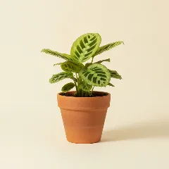 Gebedsplant