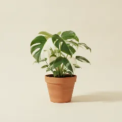 Gatenplant