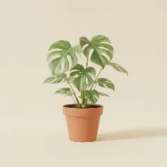 Gatenplant
