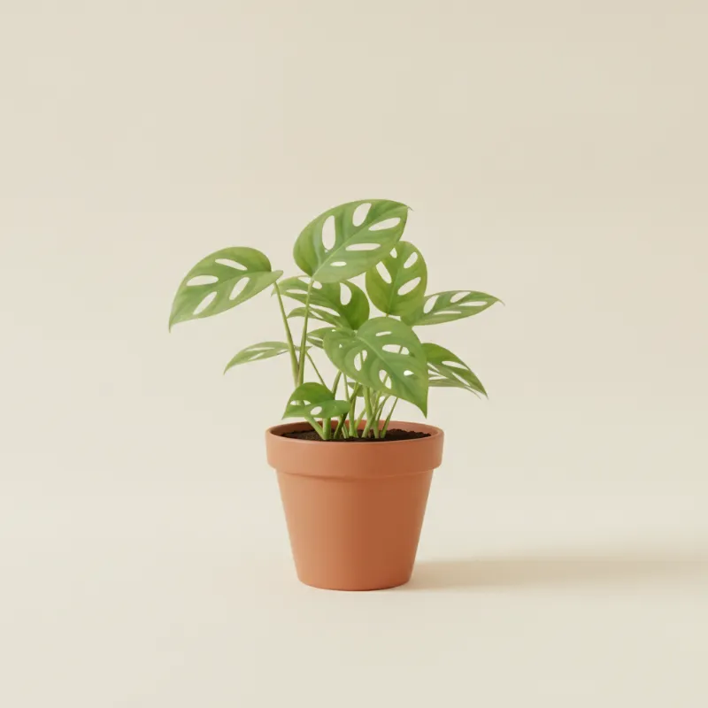 Gatenplant — Monstera adansonii (illustratie)