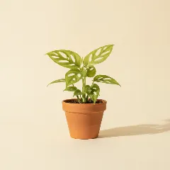 Gatenplant