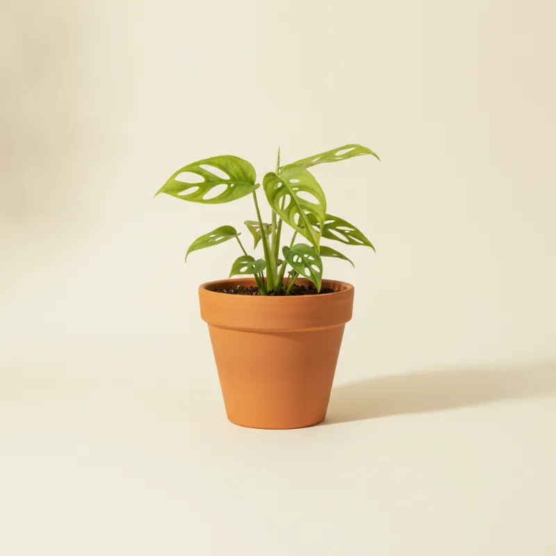 Gatenplant — Monstera obliqua (illustratie)
