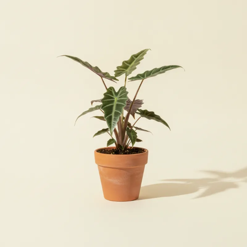 Olifantsoor — Alocasia lauterbachiana (illustratie)
