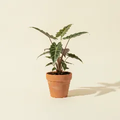 Olifantsoor