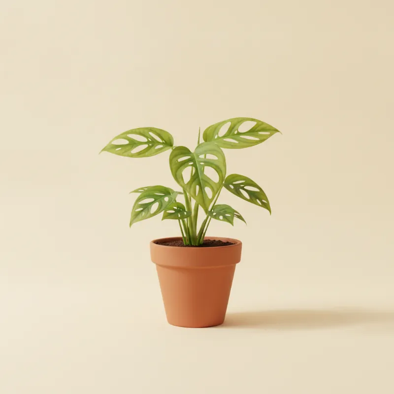 Gatenplant — Monstera obliqua 'Peru' (illustratie)