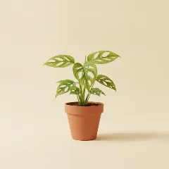 Gatenplant