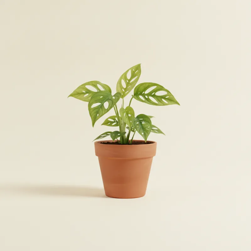 Gatenplant — Monstera obliqua 'Monkey Mask' (illustratie)