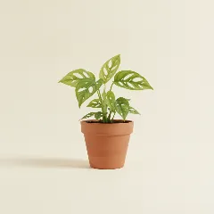 Gatenplant