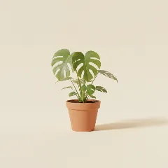 Gatenplant