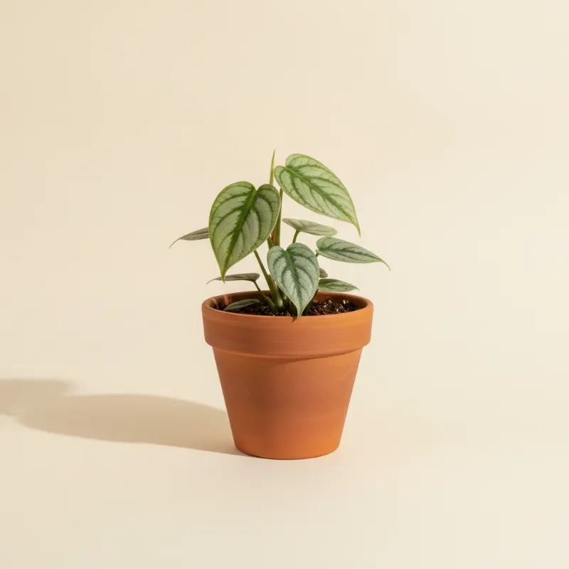 Gatenplant — Monstera dubia (illustratie)