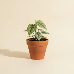 Gatenplant