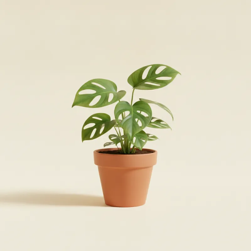 Gatenplant — Monstera minima (illustratie)