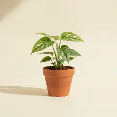 Gatenplant