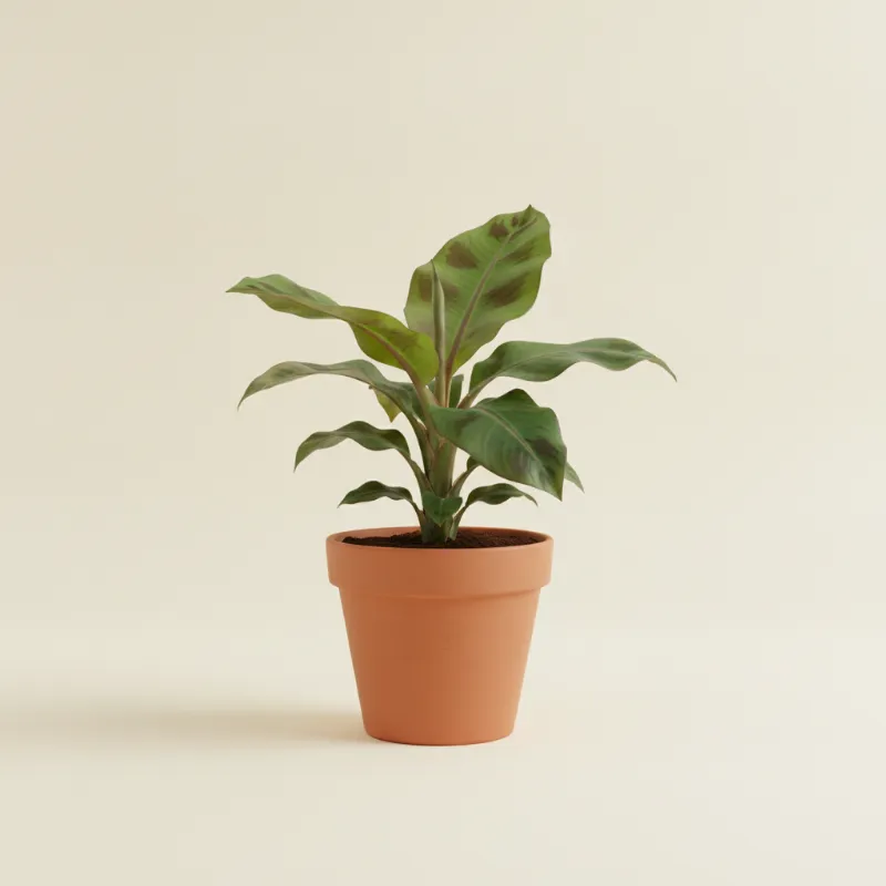 Bananenplant — Musa 'Dwarf Cavendish' (illustratie)