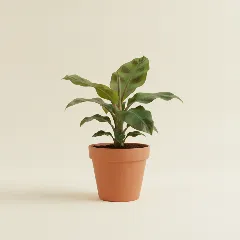 Bananenplant