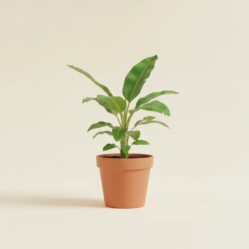 Bananenplant — Musa acuminata (illustratie)