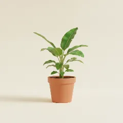 Bananenplant