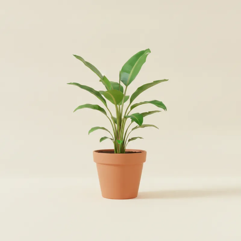 Bananenplant — Musa basjoo (illustratie)