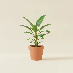 Bananenplant