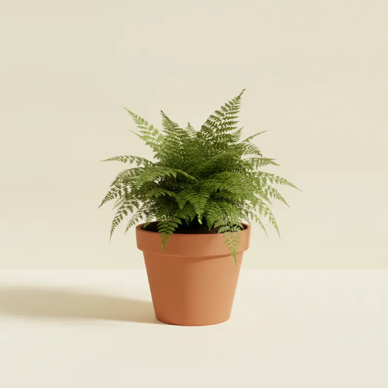 Krulvaren — Nephrolepis exaltata 'Green Lady' (illustratie)