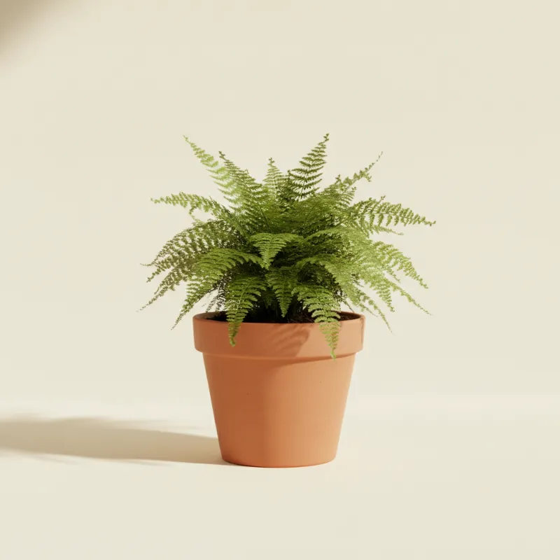 Krulvaren — Nephrolepis exaltata 'Boston' (illustratie)
