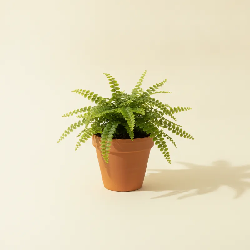 Krulvaren — Nephrolepis exaltata 'Duffii' (illustratie)