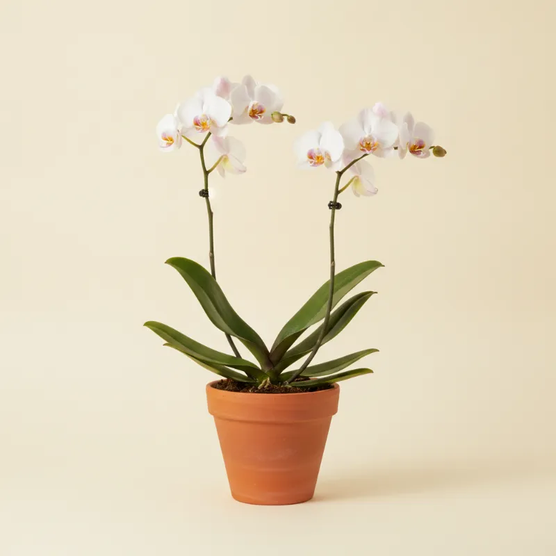 Vlinderorchidee — Phalaenopsis (illustratie)