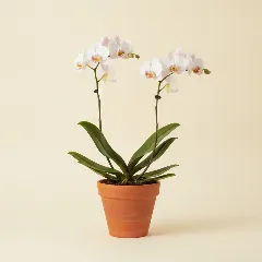 Vlinderorchidee