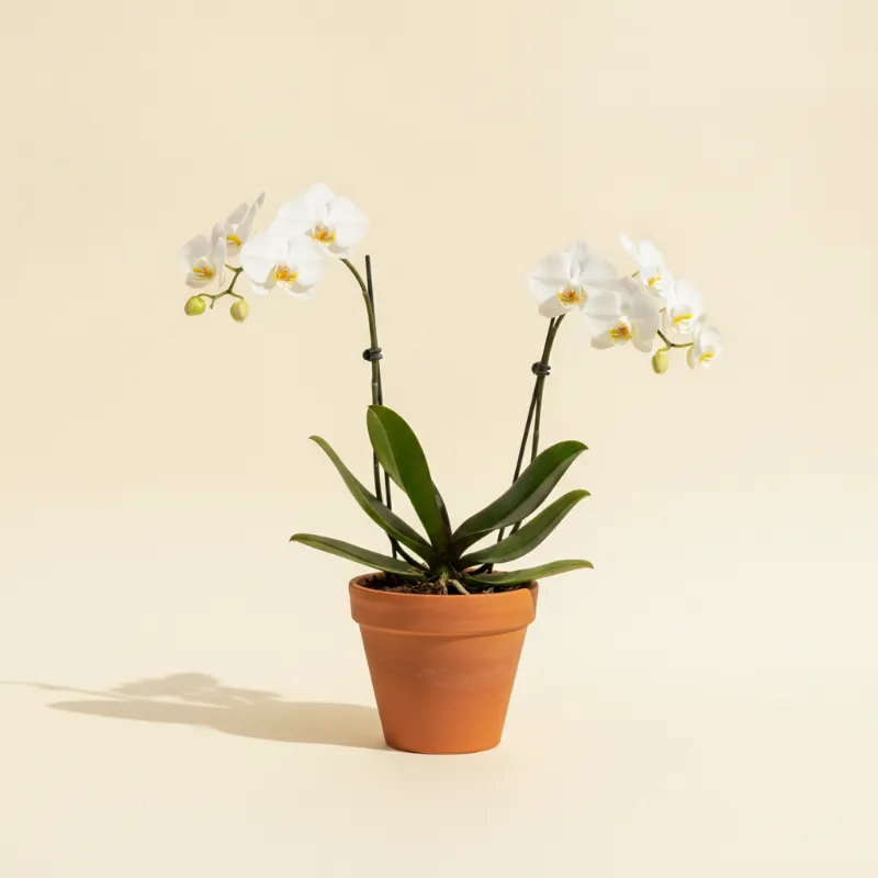 Vlinderorchidee — Phalaenopsis 'Cascade' (illustratie)