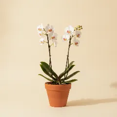 Vlinderorchidee