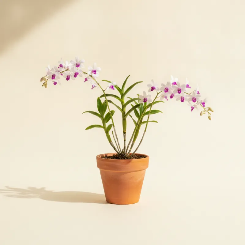Dendrobium nobile (illustratie)