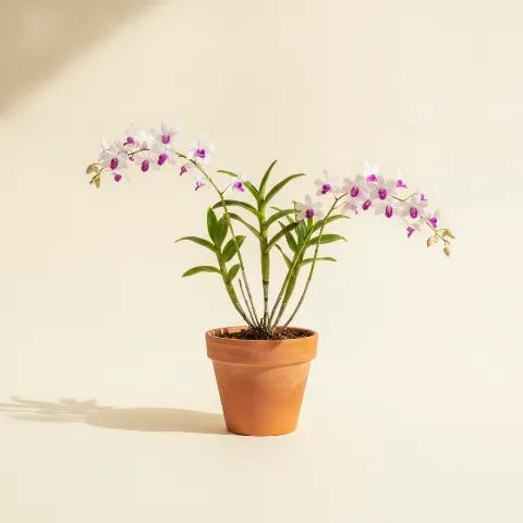 Dendrobium nobile