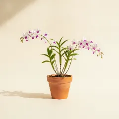 Dendrobium nobile