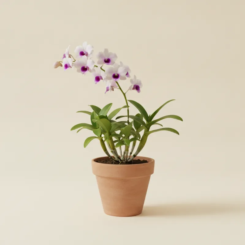 Dendrobium phalaenopsis (illustratie)