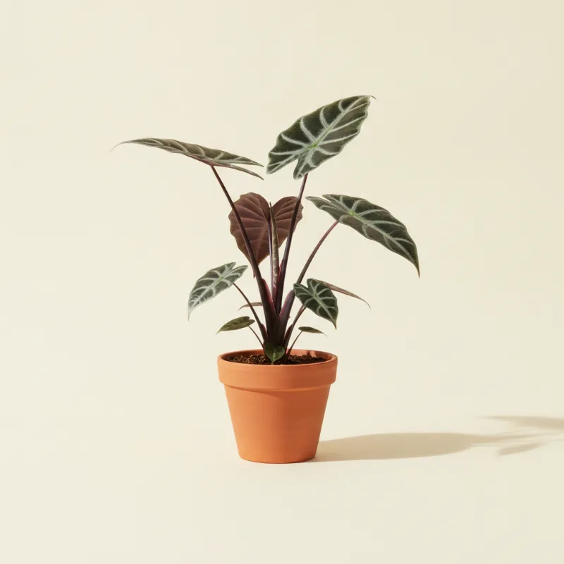 Olifantsoor — Alocasia 'Regal Shields' (illustratie)