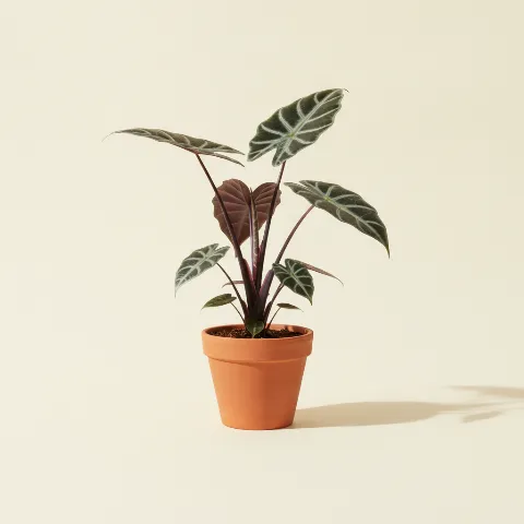 Olifantsoor β Alocasia 'Regal Shields' (illustratie)