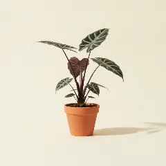 Olifantsoor