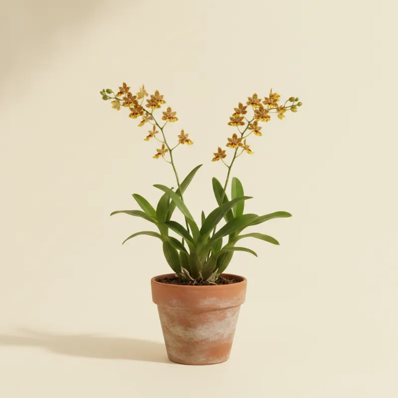 Oncidium (illustratie)