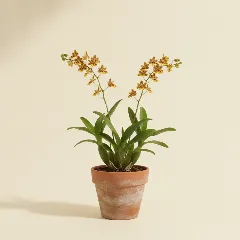 Oncidium