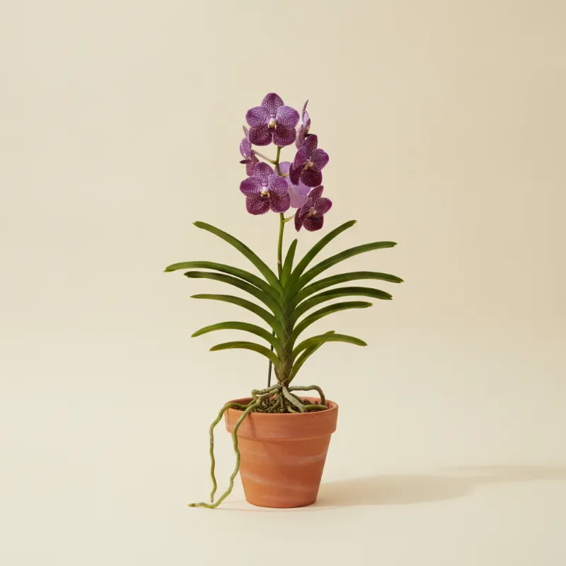 Vanda (illustratie)