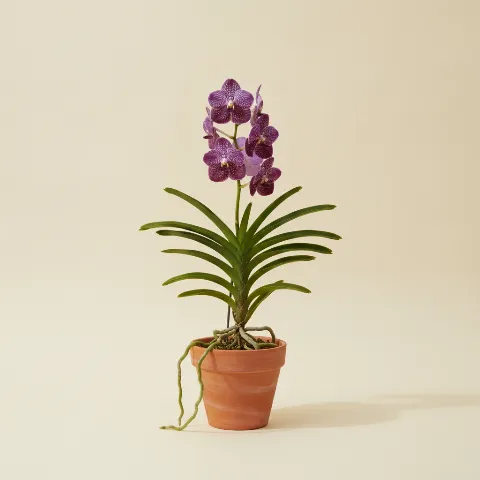 Vanda