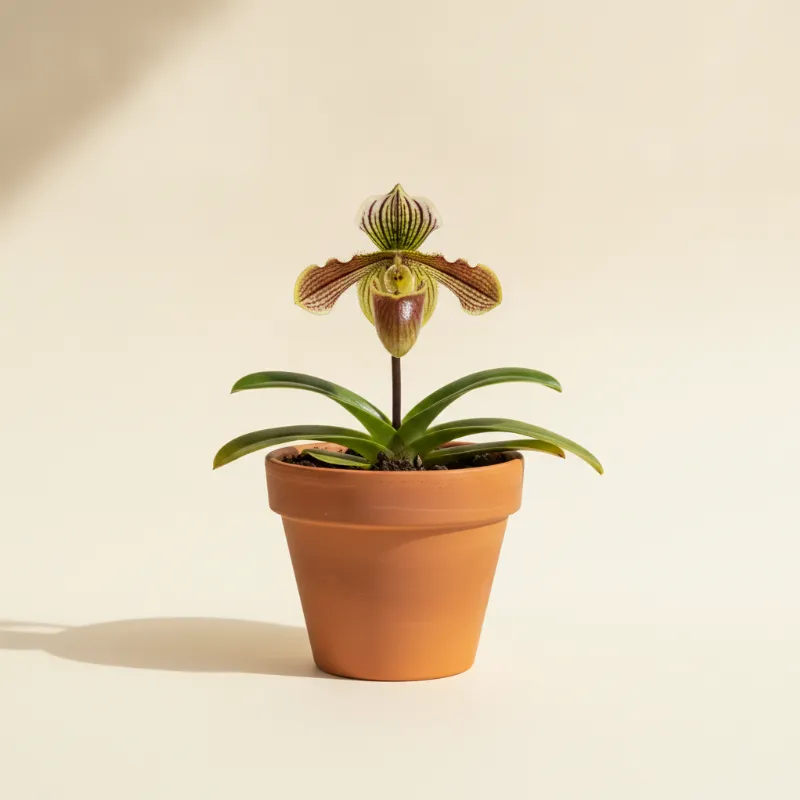 Paphiopedilum (illustratie)