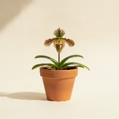 Paphiopedilum
