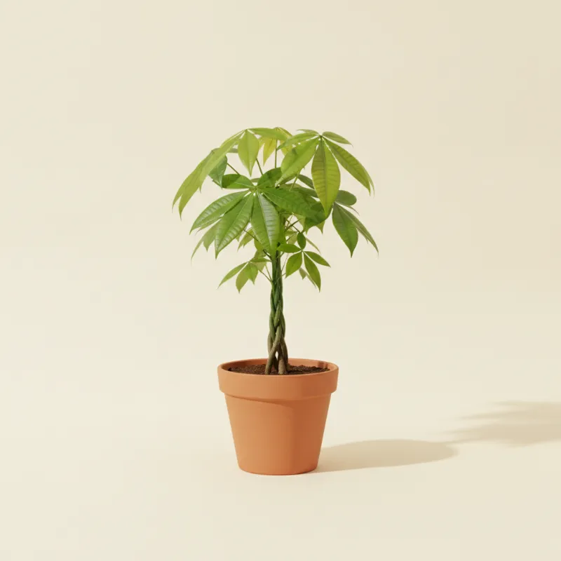 Geldboom — Pachira aquatica (illustratie)