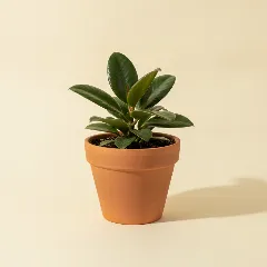 Peperomia