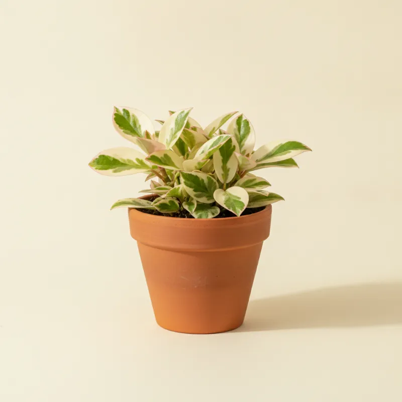 Peperomia — Peperomia obtusifolia 'Variegata' (illustratie)