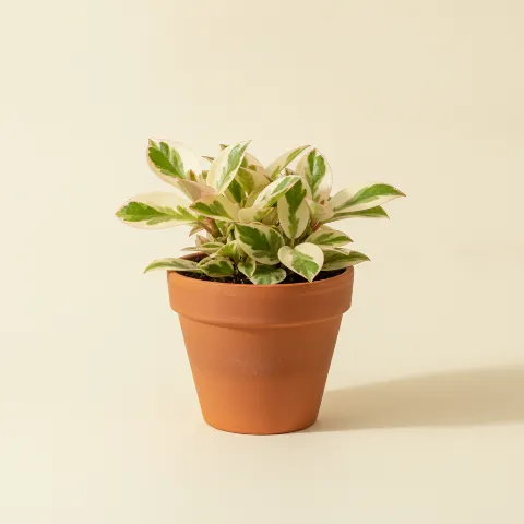 Peperomia